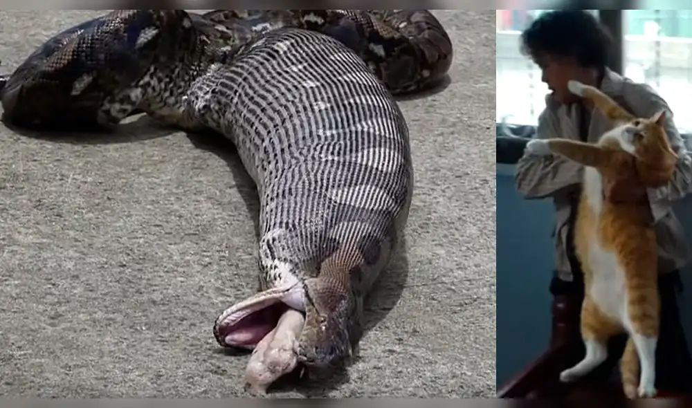YouTube viral: Obligan a boia gigante vomitar un gato que había devorado y video impresiona YouTube viral: Obligan a boia gigante vomitar un gato que había devorado y video impresiona
