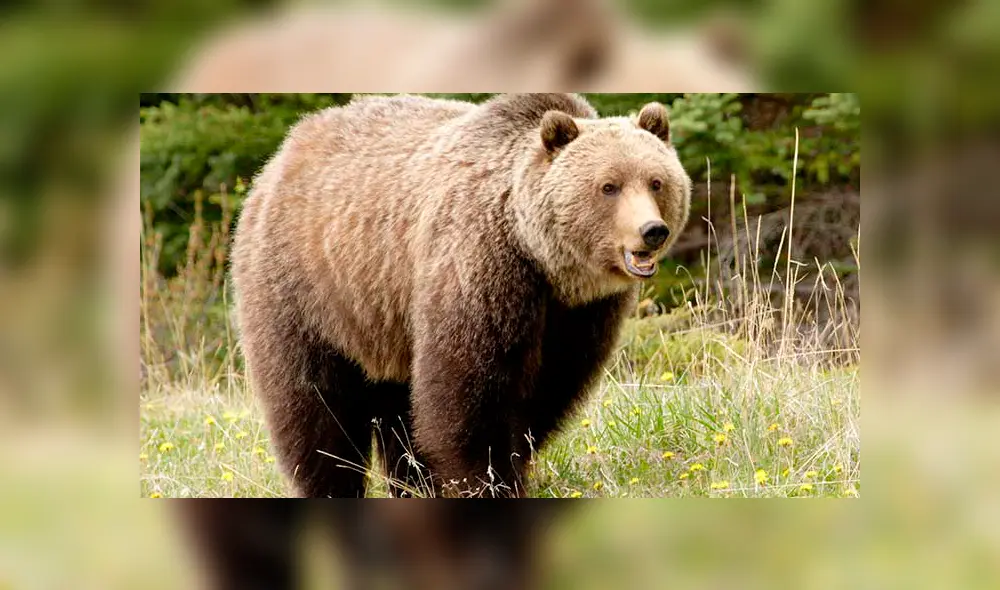 Facebook: feroz oso se lanza sobre un príncipe árabe y deja asombrado a miles de usuarios [VIDEO]