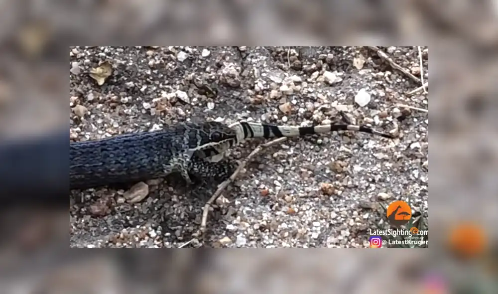 Desliza para ver los detalles del video viral de YouTube. Foto: Captura.