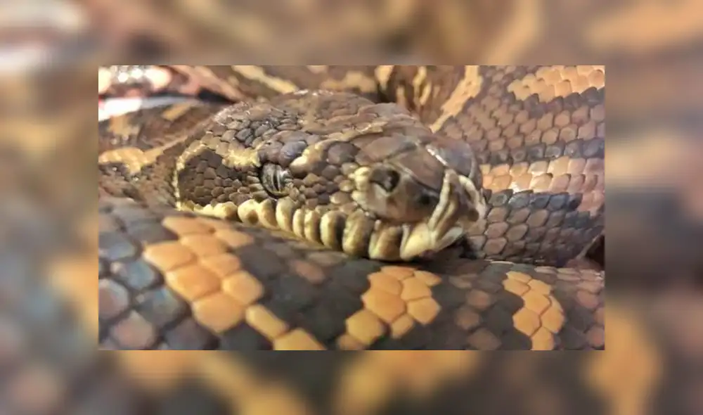 YouTube viral: Bombero es atacado por enorme pitón mientras hacía su show en vivo [VIDEO] 