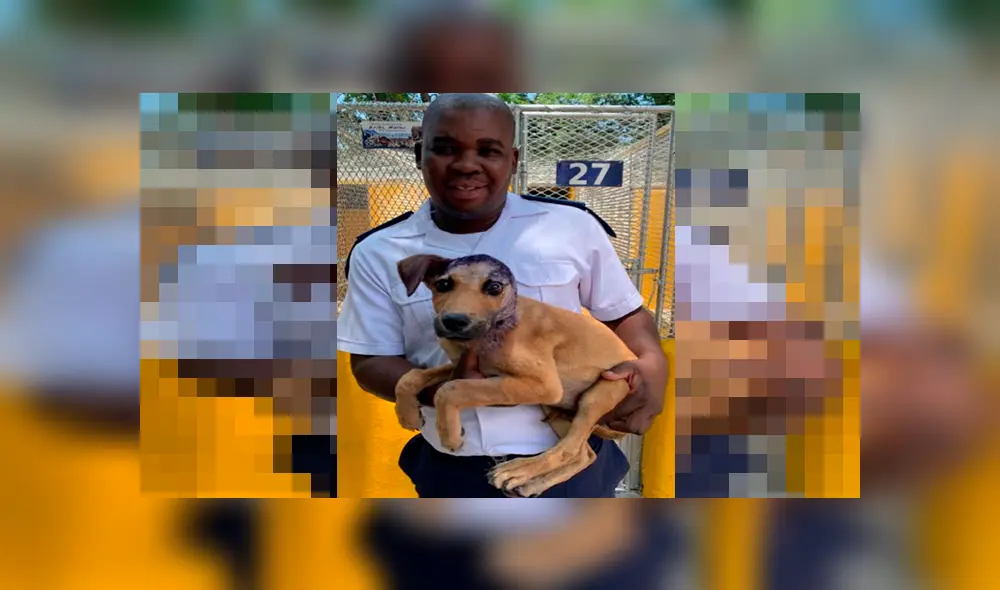 Brody, el perro que sobrevivió a brutal detonación de pirotécnicos que le amputó la oreja [VIDEO] 