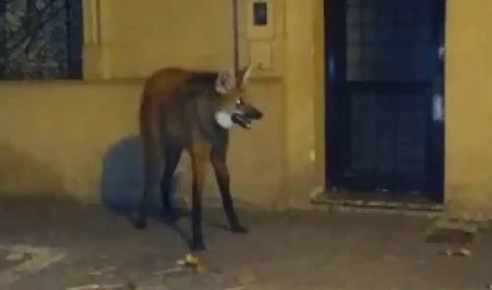 El aguará guazú fue encontrado en las calles de Rosario. Foto: La Capital