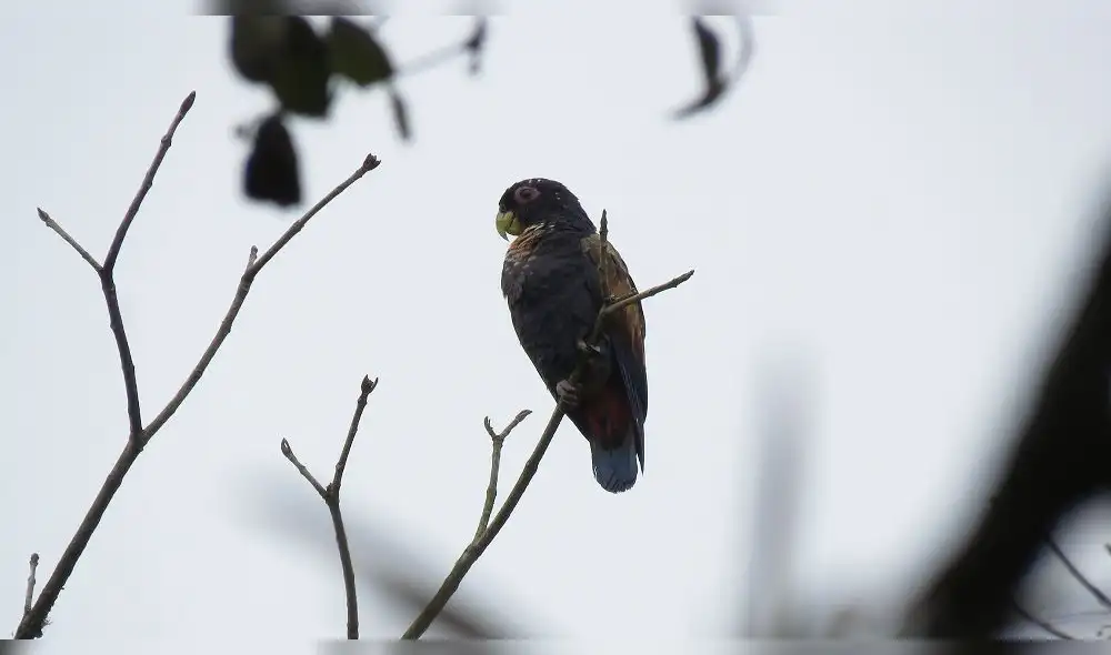 Registran nuevas especies de aves en el Parque Nacional Cerros de Amotape