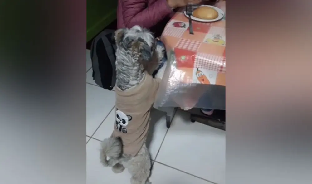 La cachorra vio que su dueña disfrutaba un poco de pan y esta también quiso comer un poco. Foto: captura de TikTok La cachorra vio que su dueña disfrutaba un poco de pan y esta también quiso comer un poco. Foto: captura de TikTok