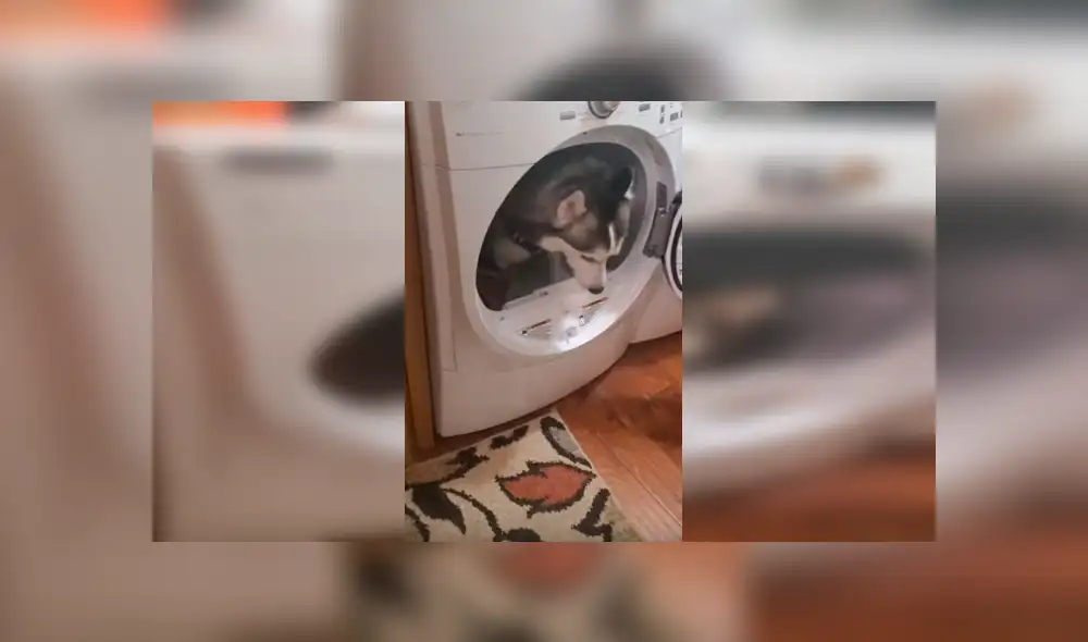 Desliza hacia la izquierda para ver la escena viral del perro que se volvió viral en Facebook. Desliza hacia la izquierda para ver la escena viral del perro que se volvió viral en Facebook.