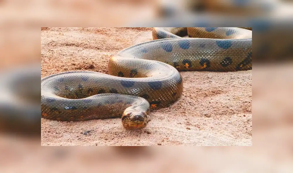 YouTube viral: cercenan el cuerpo de serpiente y encuentran increíble criatura dentro [VIDEO]