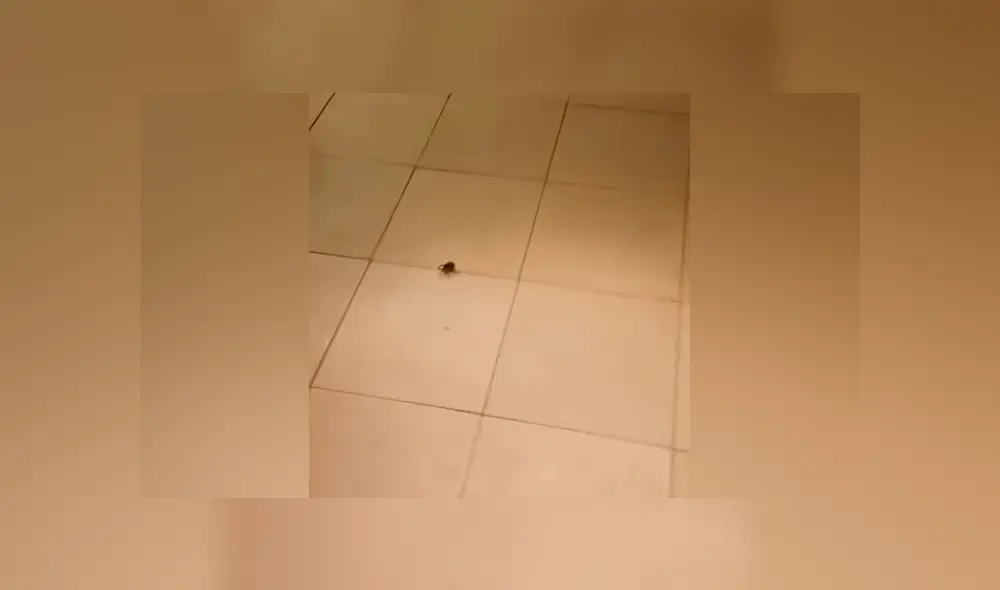 YouTube viral: encuentra araña con miles de sus crías, la mata y ocurre esto [VIDEO]