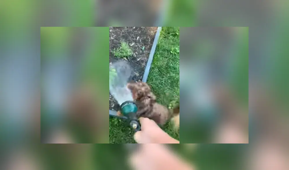 Desliza para ver los detalles del video viral publicado en Facebook. Foto: Captura.