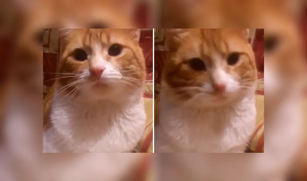 Desliza las imágenes para conocer el tremendo regaño que dio un gato a su dueño por no prestarle atención. Desliza las imágenes para conocer el tremendo regaño que dio un gato a su dueño por no prestarle atención.