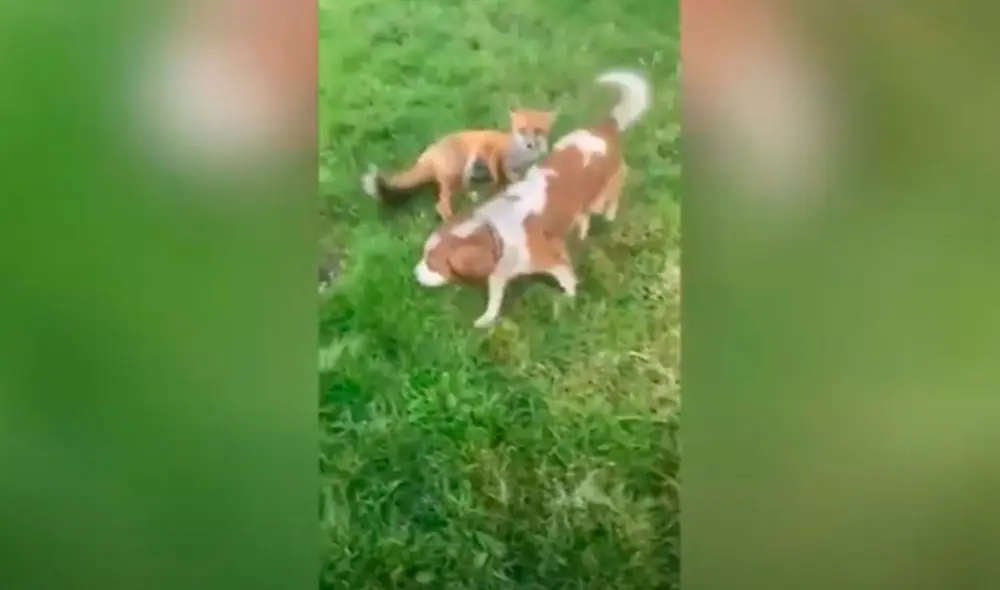 Desliza las imágenes para descubrir la amorosa amistad que mantiene una mujer con unos zorros solitarios. Foto: Caters Clips