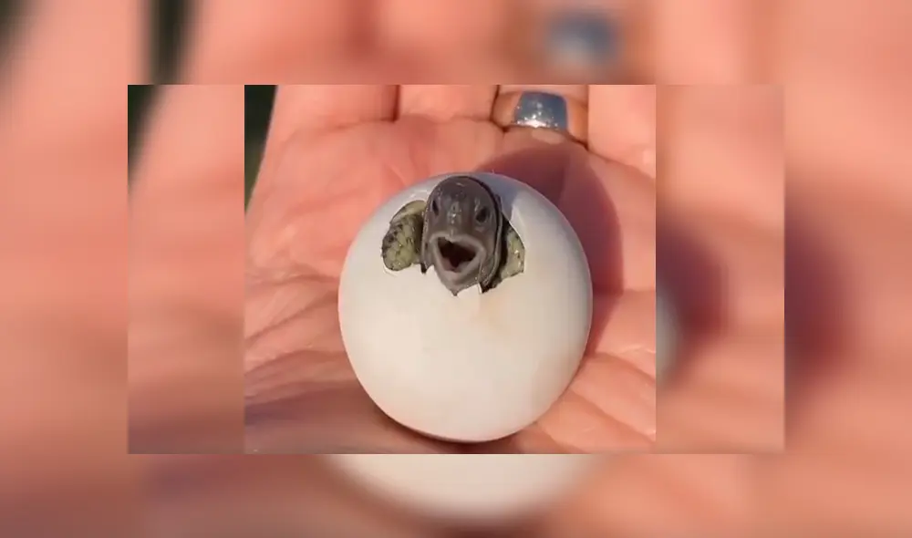 En Facebook, un joven se topó con un misterioso huevo que escondía un conmovedor secreto. En Facebook, un joven se topó con un misterioso huevo que escondía un conmovedor secreto.