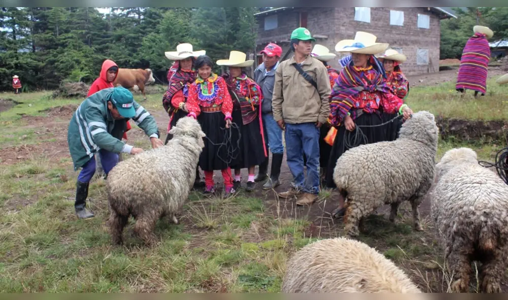 Productores de Incahuasi y Cañaris son beneficiados. Productores de Incahuasi y Cañaris son beneficiados.