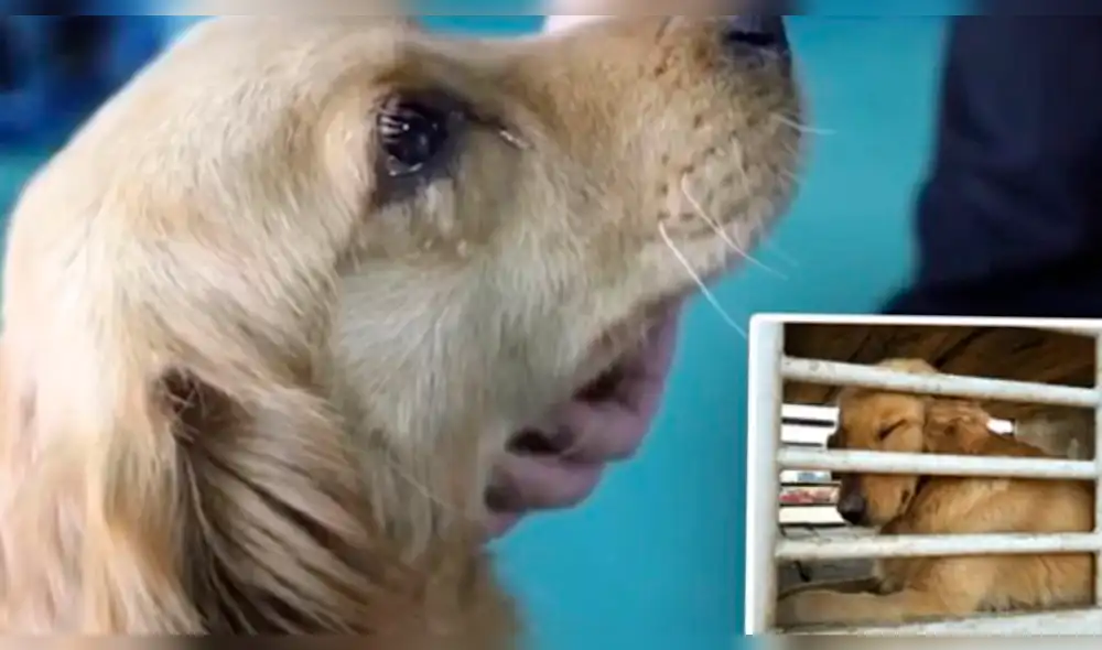 YouTube: El "llanto" de un perro que fue rescatado de un mercado de carne [VIDEO]