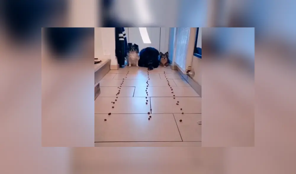 Desliza las imágenes para conocer quien fue el ganador de un divertido enfrentamiento entre tres perros.