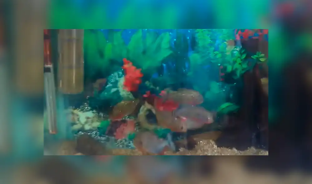 YouTube viral: Arrojan pedazo de carne a pecera repleta de pirañas y ocurre lo inesperado [VIDEO]