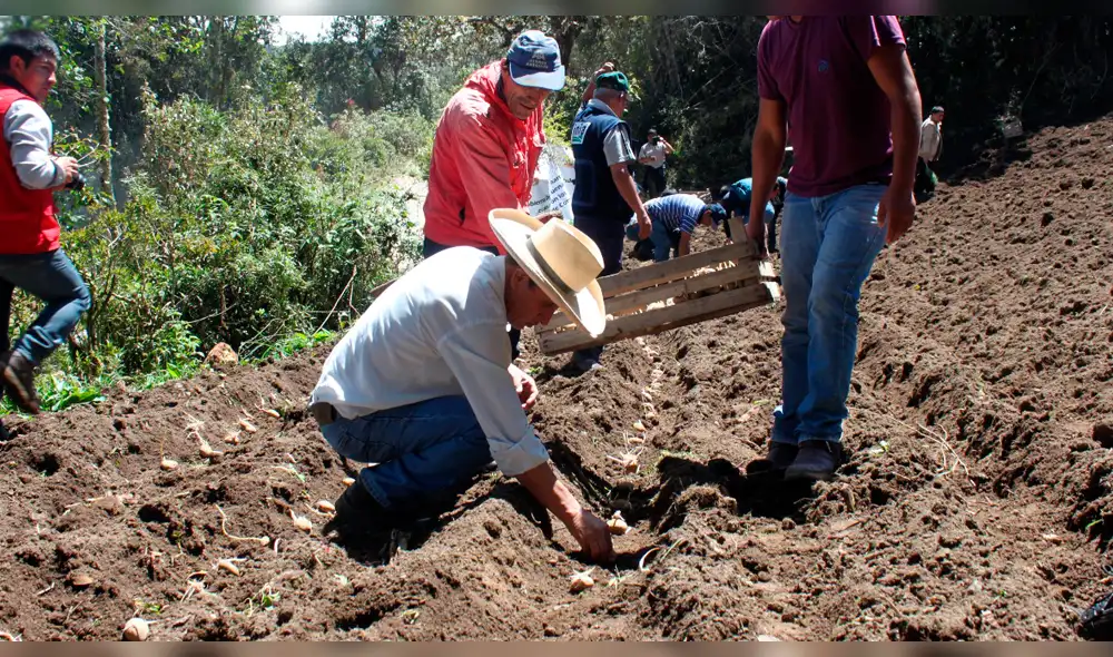 Cajamarca es una de las cinco regiones productoras nacionales de papa
