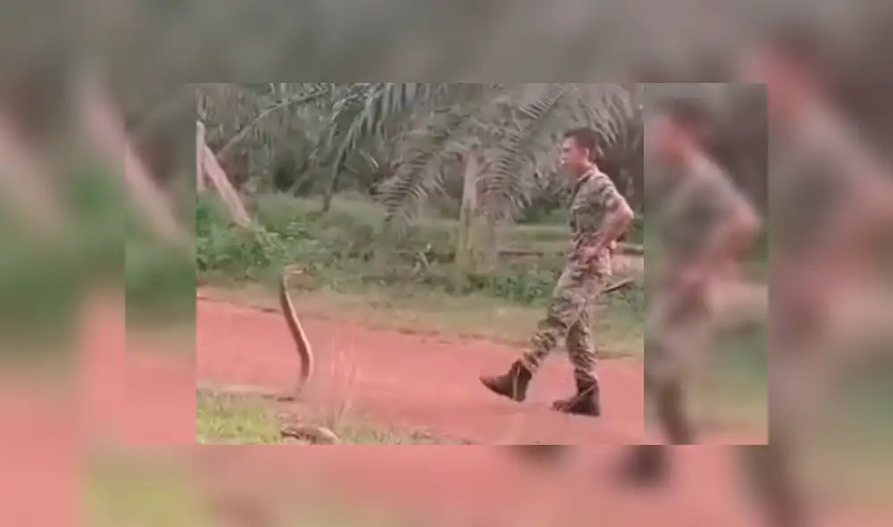 Soldado dejó a más de uno con la boca abierta con su insólita actitud al estar frente a frente con cobra real. Soldado dejó a más de uno con la boca abierta con su insólita actitud al estar frente a frente con cobra real.
