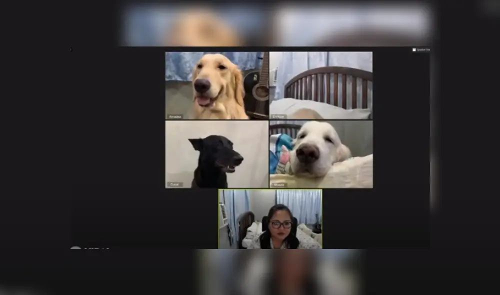 Video es viral en YouTube. La mujer extrañaba mucho a sus cuatro canes, y no tuvo mejor idea que volver a verlos a través de una videollamada de zoom.