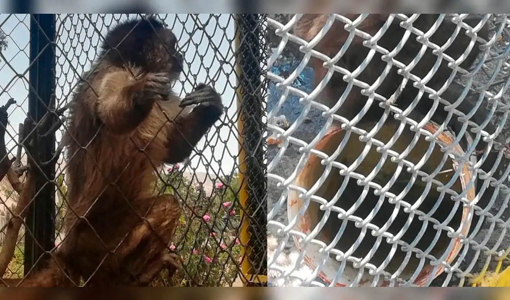 Denuncian maltrato a mono de parque ecológico en Socabaya.