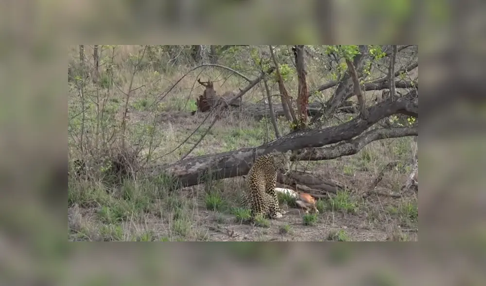 Para ver lo que pasó en el video de YouTube con leopardo y el antílope revisa nuestra galería de fotos deslizando cada imagen hacia la izquierda. Para ver lo que pasó en el video de YouTube con leopardo y el antílope revisa nuestra galería de fotos deslizando cada imagen hacia la izquierda.