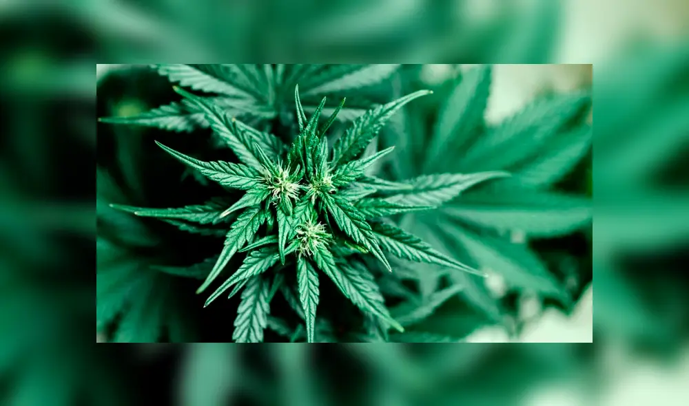 Retiran producto de marihuana en Canadá porque no era demasiado potente