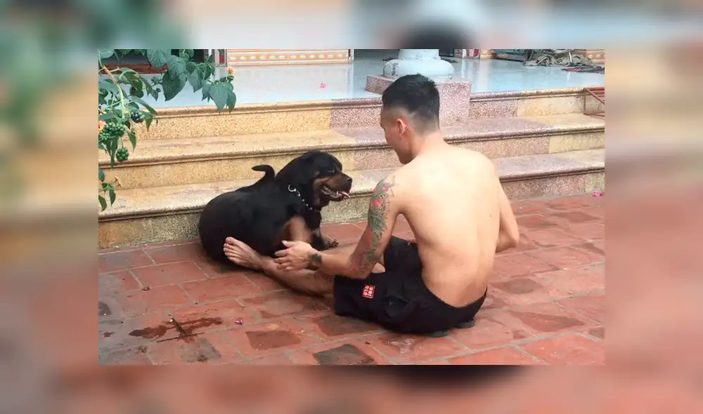 Perro Vietnam Perro Vietnam