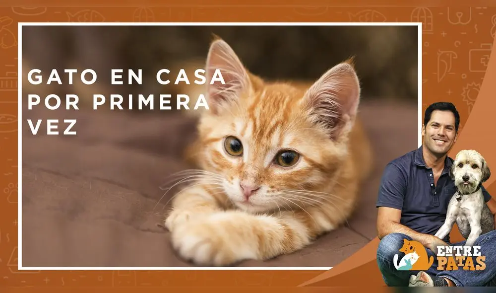 Entre Patas: Un gato en casa ¡Como te debes preparar!