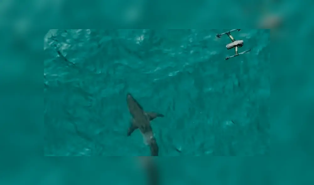 Las imágenes del impactante encuentro captado desde un dron sorprendieron a miles de internautas