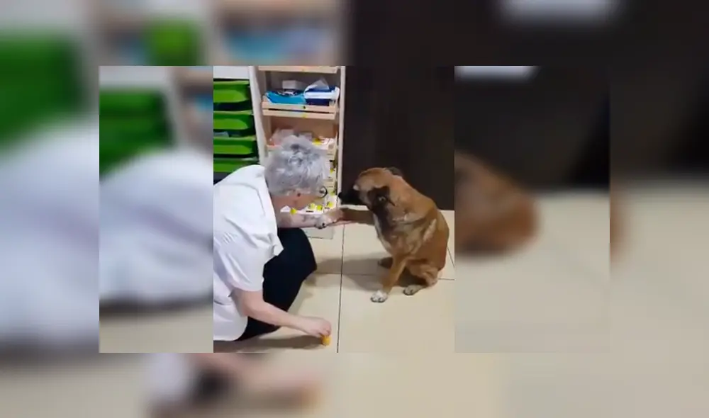Un perro de la calle protagonizó un conmovedor video viral de Facebook, tras la tierna reacción que tuvo con una farmacéutica, quien le curó una de sus patas heridas Un perro de la calle protagonizó un conmovedor video viral de Facebook, tras la tierna reacción que tuvo con una farmacéutica, quien le curó una de sus patas heridas