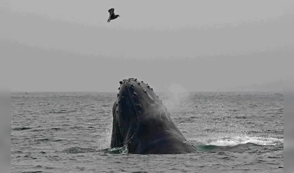 Ballenas azules prefieren no adaptar su ritmo migratorio al alimento