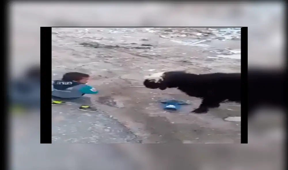 YouTube viral: oveja da su merecido a pequeño hombre ebrio que la molestaba [VIDEO]