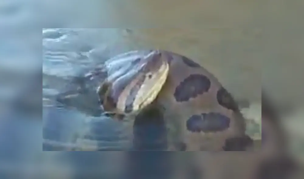 YouTube viral: final de la brutal pelea entre anaconda y cocodrilo deja en shock a usuarios [VIDEO]