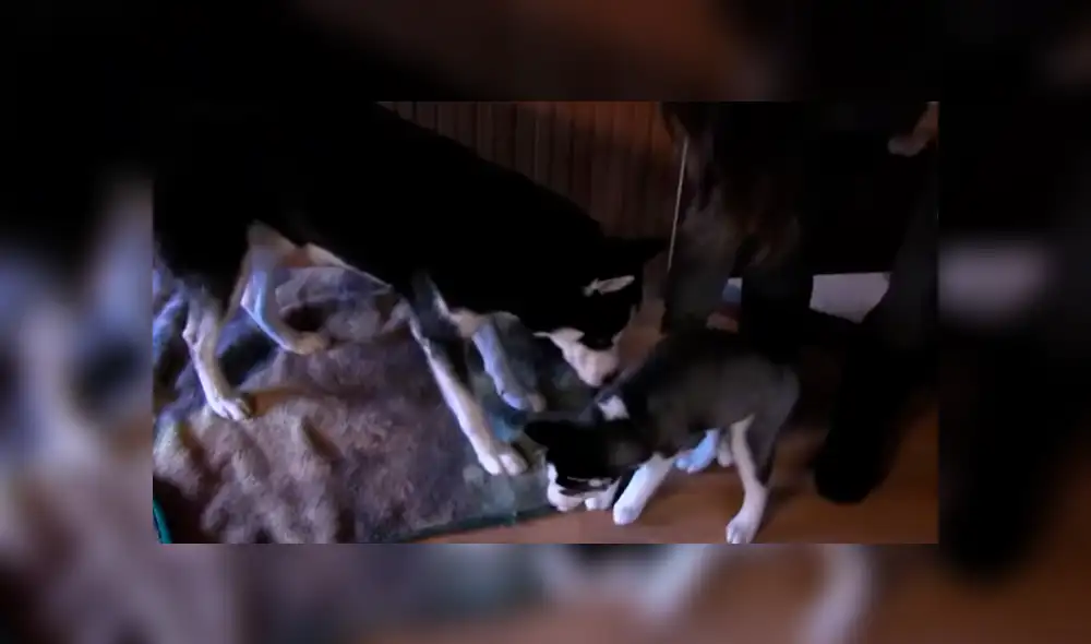 Desliza para ver los momentos más tiernos del emotivo video que se hizo viral en Facebook. Desliza para ver los momentos más tiernos del emotivo video que se hizo viral en Facebook.