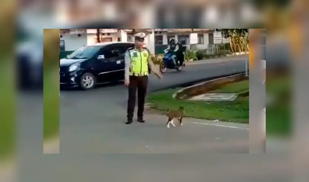 Facebook: policía detiene el tráfico para que un gato pueda cruzar la pista [VIDEO]
