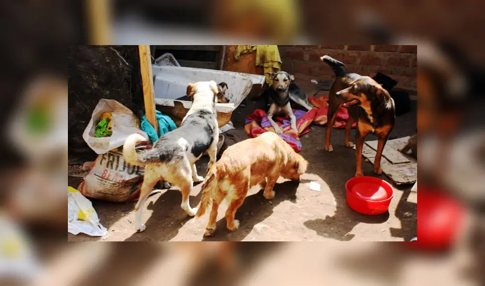 ALBERGUE MASCOTAS ALBERGUE MASCOTAS