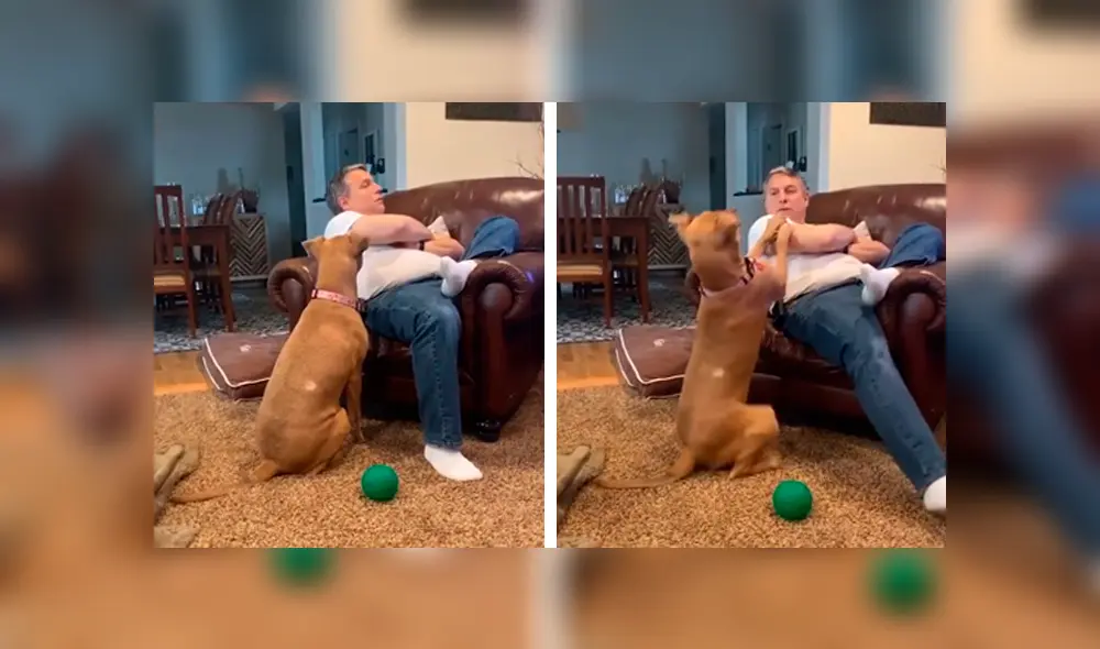 Desliza las imágenes para conocer la tierna actitud de un perro para evitar ser ignorado por su dueño. Foto: Captura. Desliza las imágenes para conocer la tierna actitud de un perro para evitar ser ignorado por su dueño. Foto: Captura.