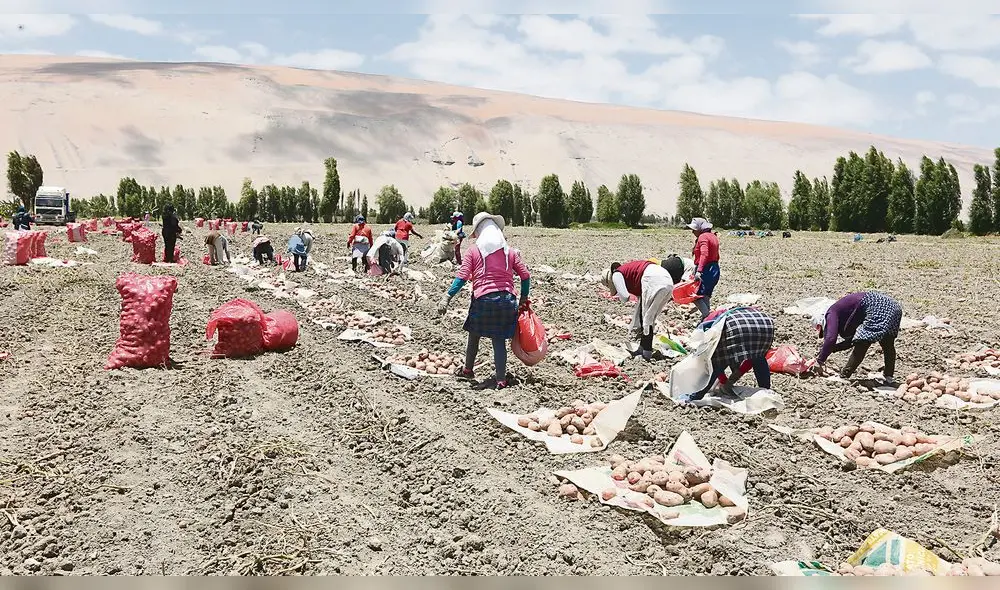 AGRICULTURA. Es la actividad principal en el valle de Tambo. Junta de Usuarios de la zona pedirá que se permita efectuar la siembra de cultivos.