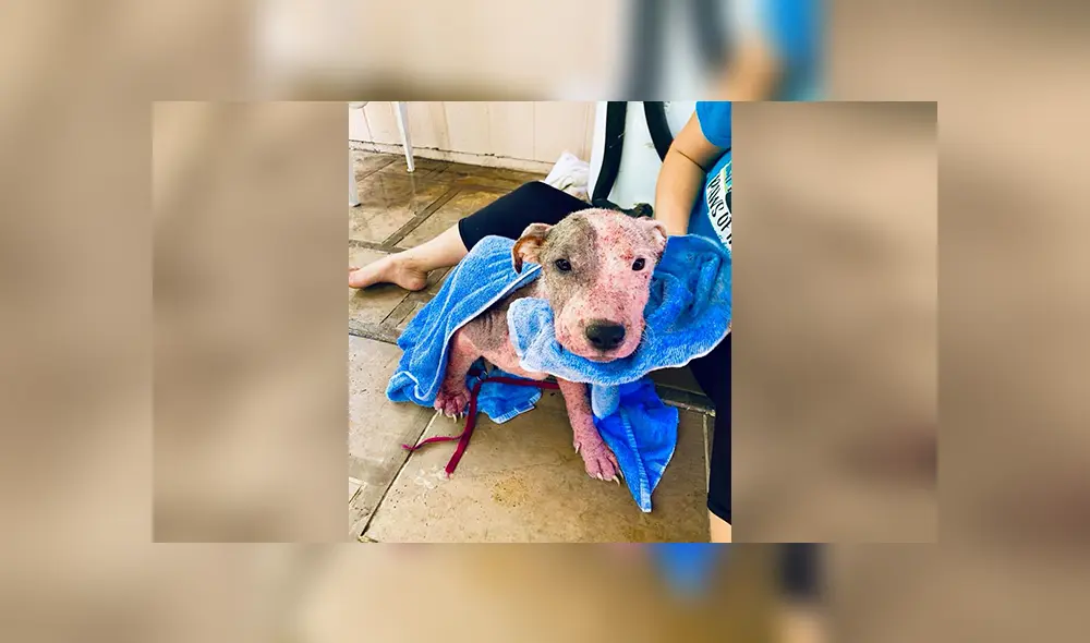 En Facebook, unos miembros de una organización encontraron al indefenso can en un estado deplorable.