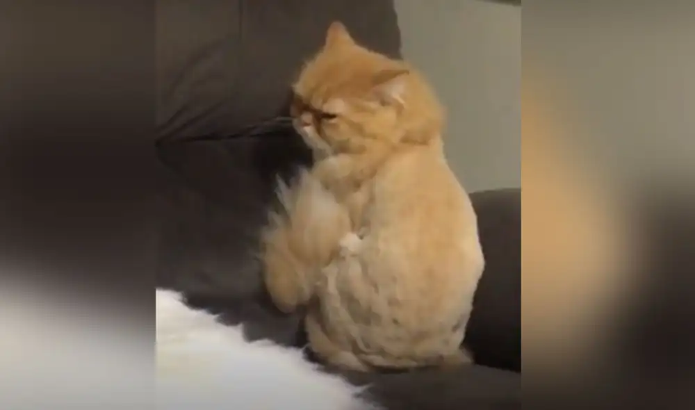Desliza a la izquierda para ver más imágenes sobre la graciosa conducta de este gatito. Foto: captura de TikTok