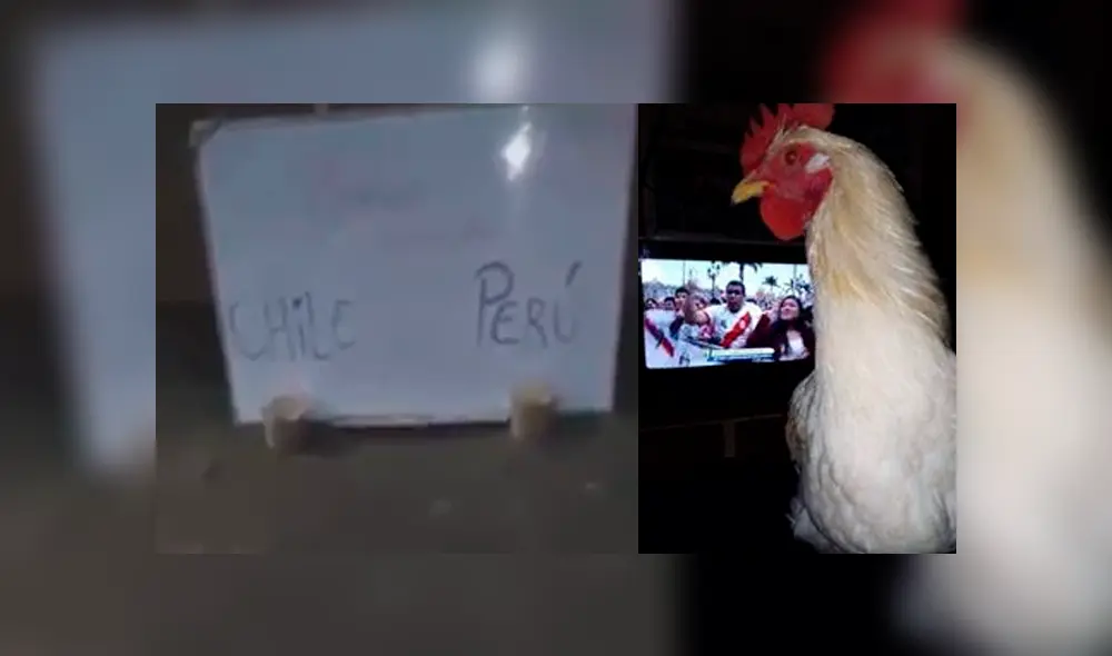 Video es viral en Facebook. ‘Poly’, como se llama esta gallina, ha acertado en todas sus predicciones, ya que un error la llevaría a la olla. Foto: Captura. Video es viral en Facebook. ‘Poly’, como se llama esta gallina, ha acertado en todas sus predicciones, ya que un error la llevaría a la olla. Foto: Captura.