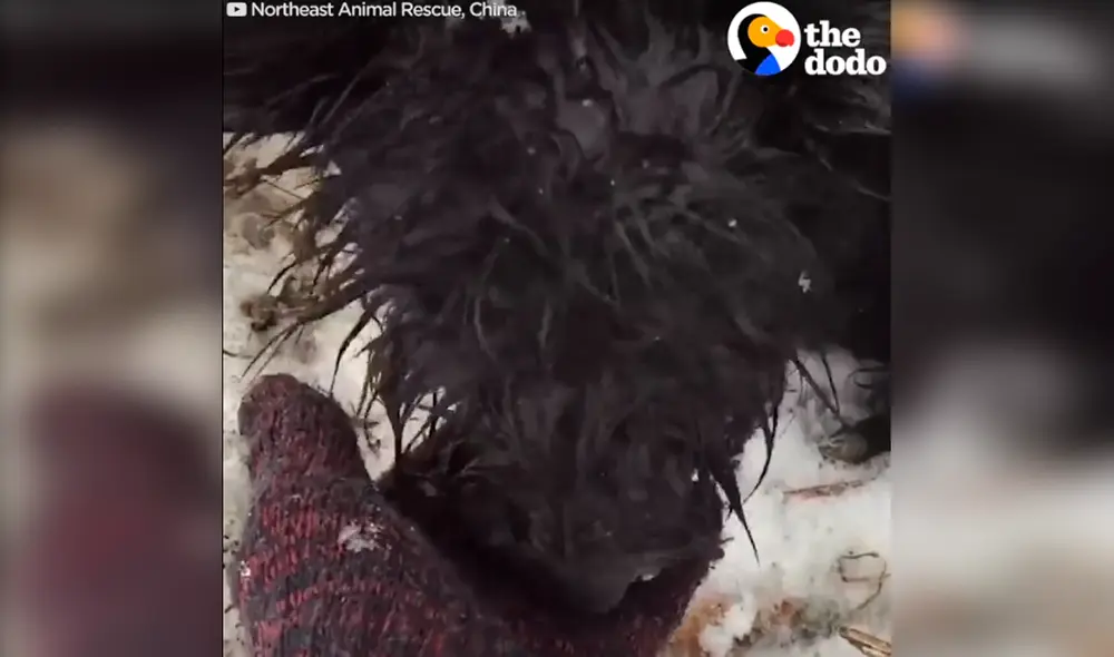 Desliza las imágenes para ver el rotundo cambio de la mascota rescatada durante un temporal de nieve. Foto: captura de YouTube Desliza las imágenes para ver el rotundo cambio de la mascota rescatada durante un temporal de nieve. Foto: captura de YouTube