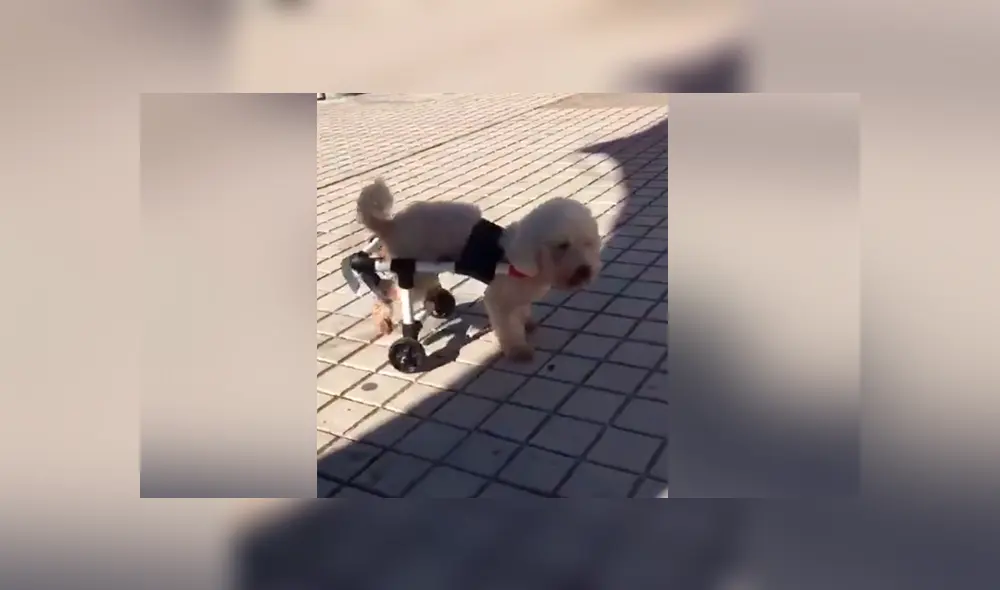 Un joven argentino de 19 años fabrica sillas de ruedas para perros y las obsequia a través de las redes sociales.