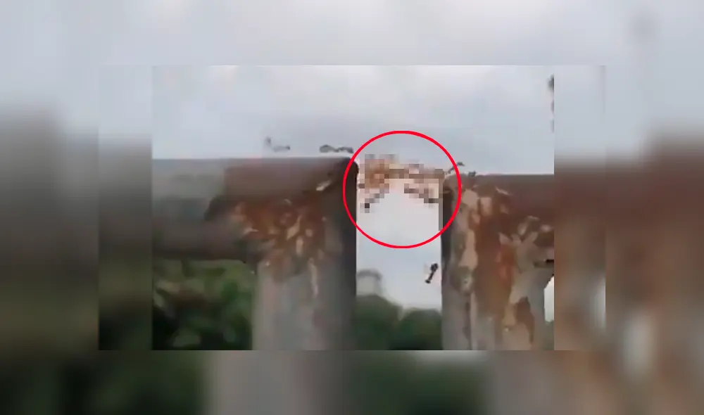 Curioso joven logró captar el impactante momento en el que los insectos se unen y usan curioso truco para salir del problema Curioso joven logró captar el impactante momento en el que los insectos se unen y usan curioso truco para salir del problema