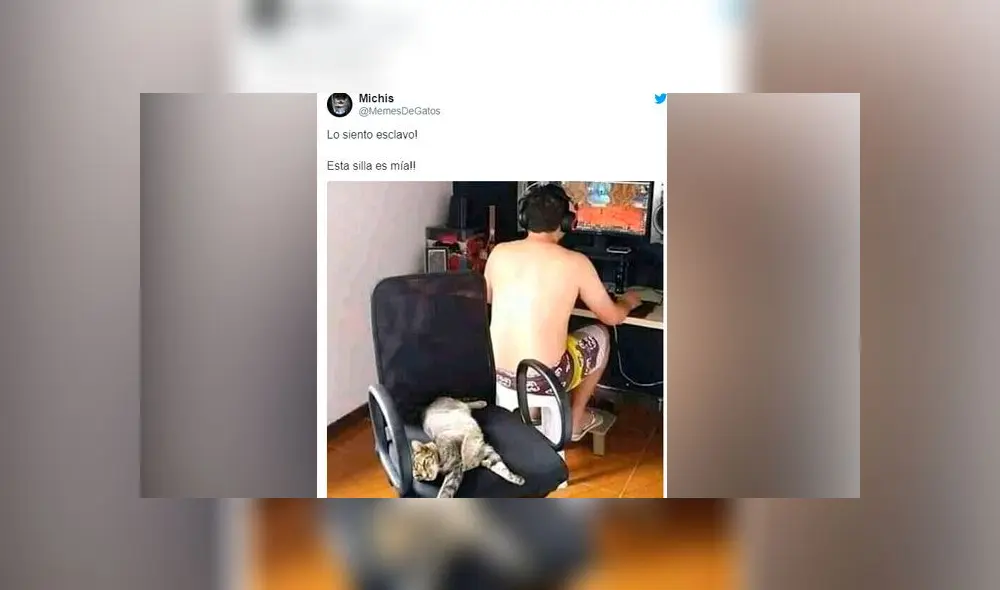 Creativos memes fueron compartidos en redes sociales por el Día Internacional del Gato. Creativos memes fueron compartidos en redes sociales por el Día Internacional del Gato.