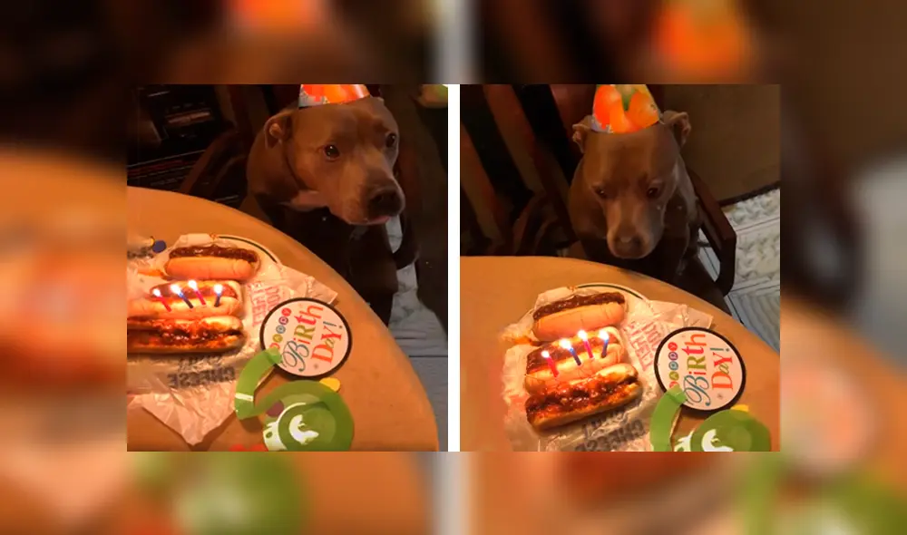 Desliza las imágenes para conocer la sorpresa de cumpleaños que preparó una pareja para su perro. Foto: Captura. Desliza las imágenes para conocer la sorpresa de cumpleaños que preparó una pareja para su perro. Foto: Captura.