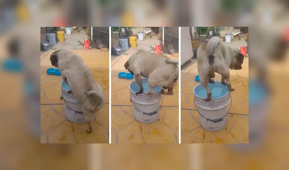 Desliza las imágenes para descubrir la travesura que cometió un perro durante la ausencia de su dueña. Desliza las imágenes para descubrir la travesura que cometió un perro durante la ausencia de su dueña.