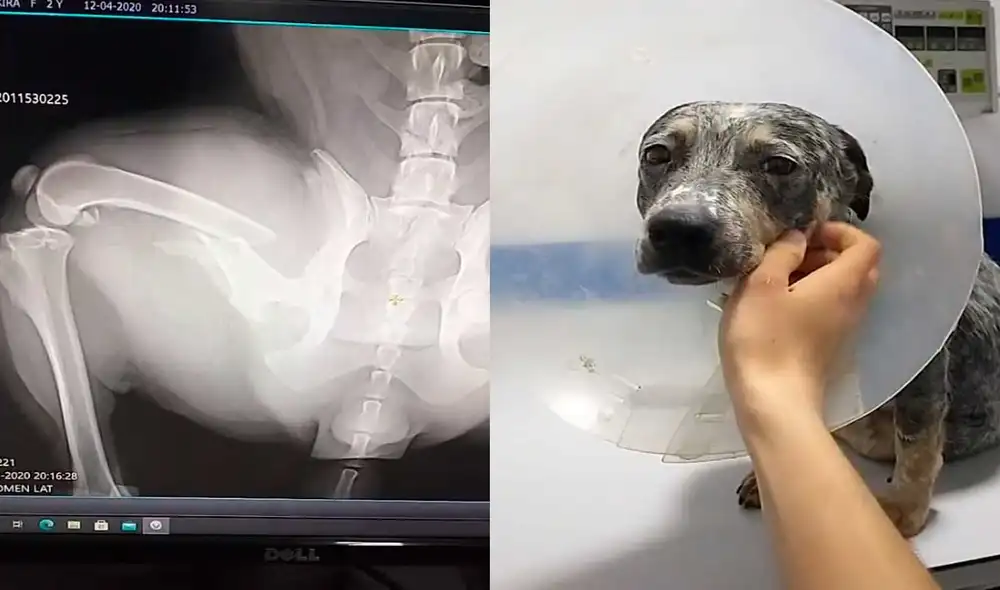 Desliza las imágenes para conocer un poco más sobre esta cachorra que fue abandonada. Foto: captura de TikTok/@rhauxiliarveterinario
