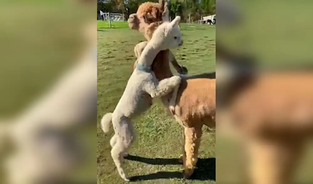 Desliza las imágenes para apreciar el amoroso gesto que tuvo una alpaca bebé cuando vio a su madre. Foto: Captura de YouTube Desliza las imágenes para apreciar el amoroso gesto que tuvo una alpaca bebé cuando vio a su madre. Foto: Captura de YouTube