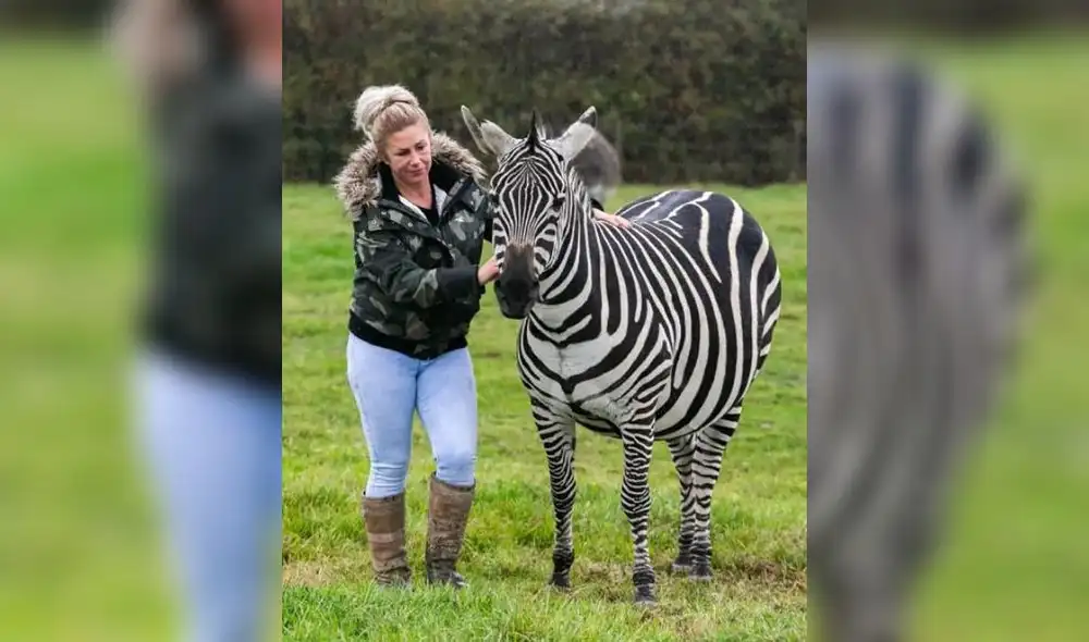 Facebook: Burro y cebra tienen una cría y apariencia de esta criatura sorprende a todos Facebook: Burro y cebra tienen una cría y apariencia de esta criatura sorprende a todos