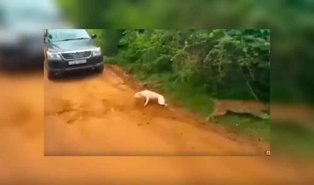 YouTube viral: perro ingresa a peligroso campo de depredadores, aparece leopardo y sucede lo peor [VIDEO] 